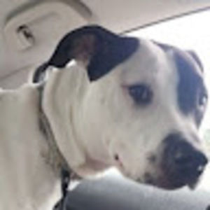 Meet your Posher, Cimone